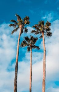 3 palmeiras