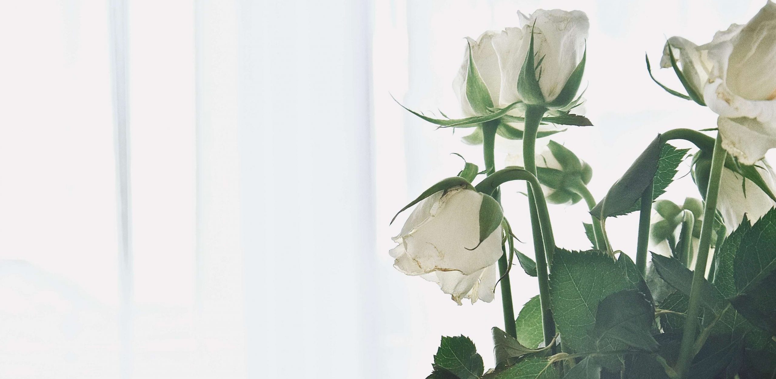 Várias rosas brancas num jarro