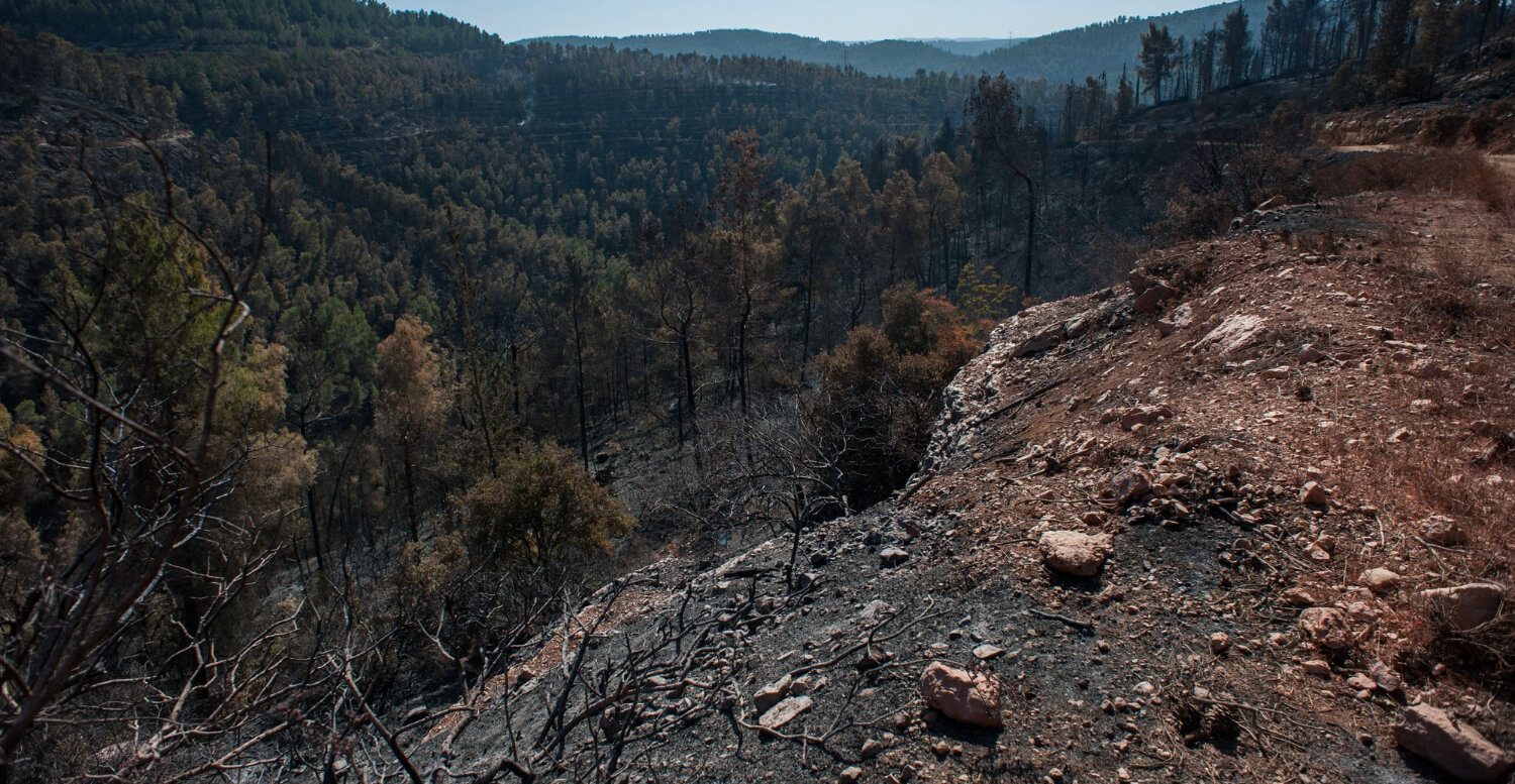 Floresta devastada pelos incêndios