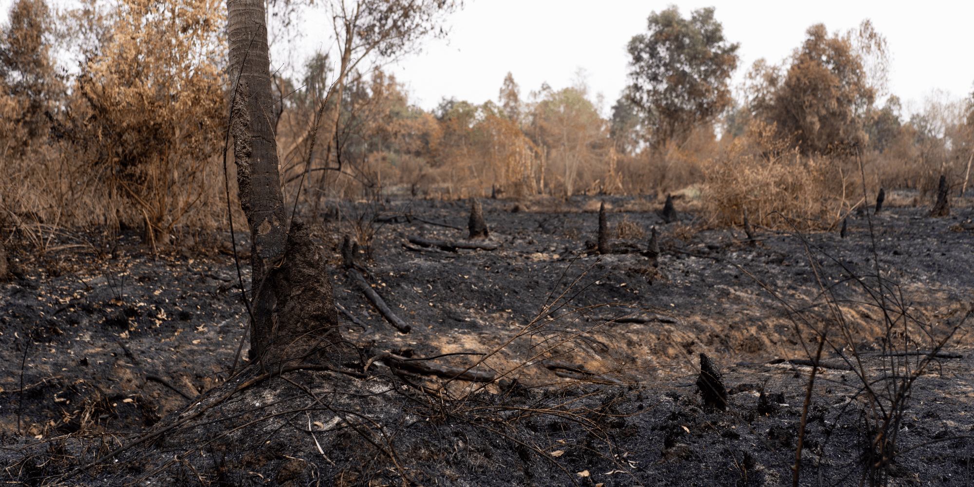 Um terreno com area ardida em Portugal