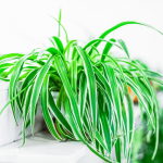 Chlorophytum comosum