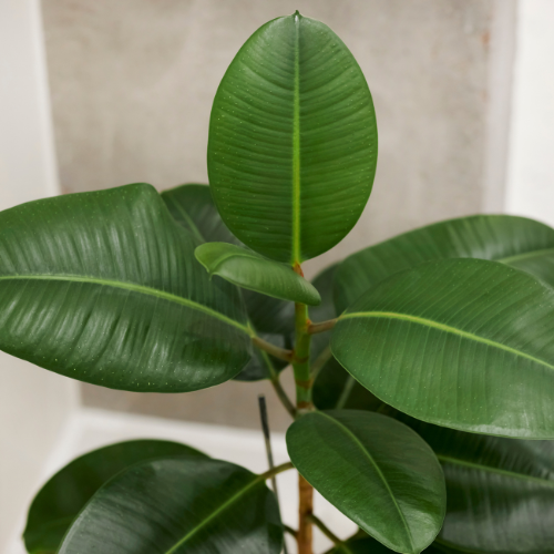 Ficus elastica