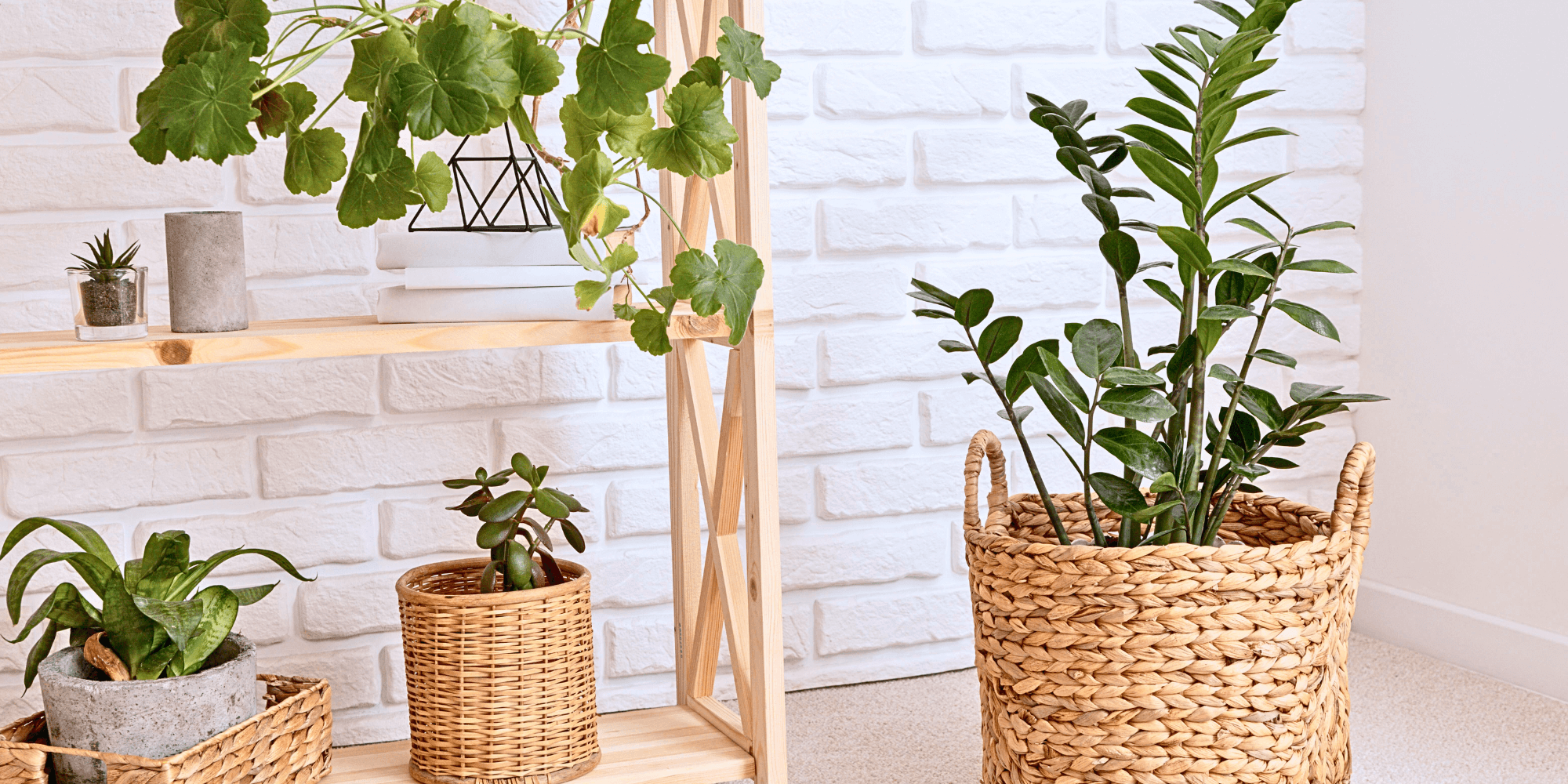 Jardim interior na sala de estar de um apartamento com plantas de interior