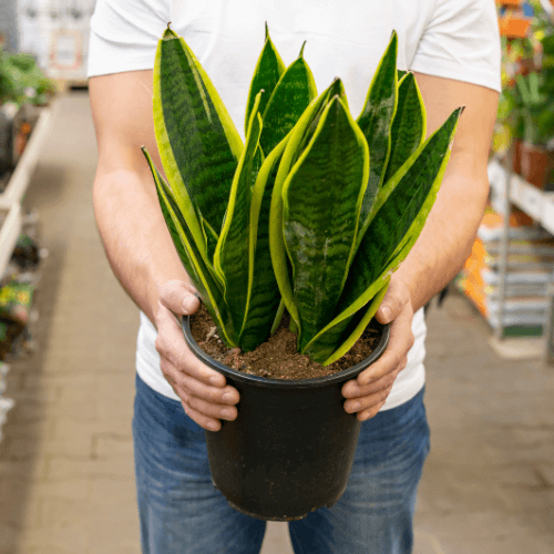Sansevieria trifasciata