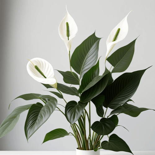 Spathiphyllum